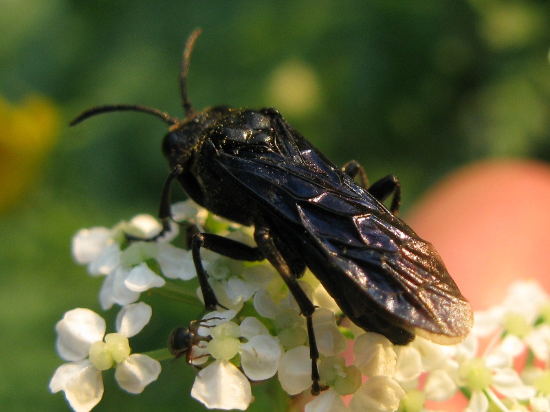 Agguato al tramonto! (Tenthredinidae preda dittero)